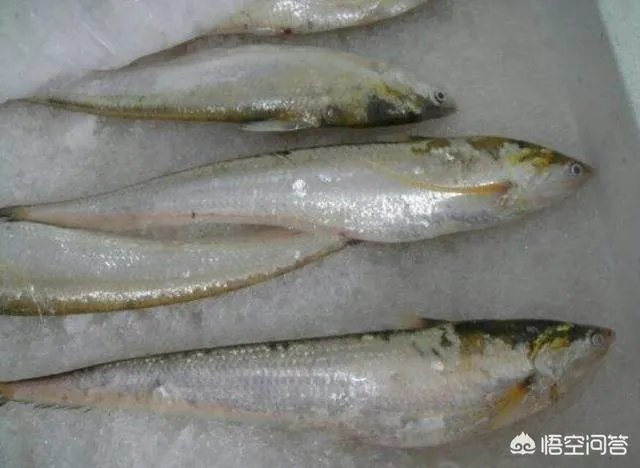 长江刀鱼养殖已经成功几年了,为什么有人说在市场上没有见到?