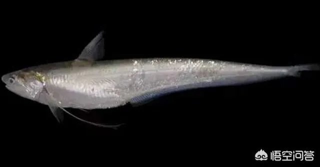长江刀鱼养殖已经成功几年了,为什么有人说在市场上没有见到?