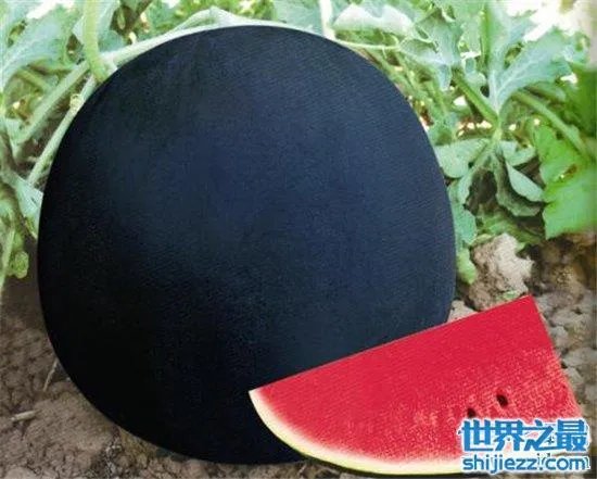 9种全球最贵食物，一起来感受舌尖上的金钱！ 