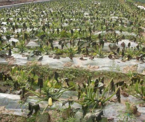 寒潮对农业的影响大吗？