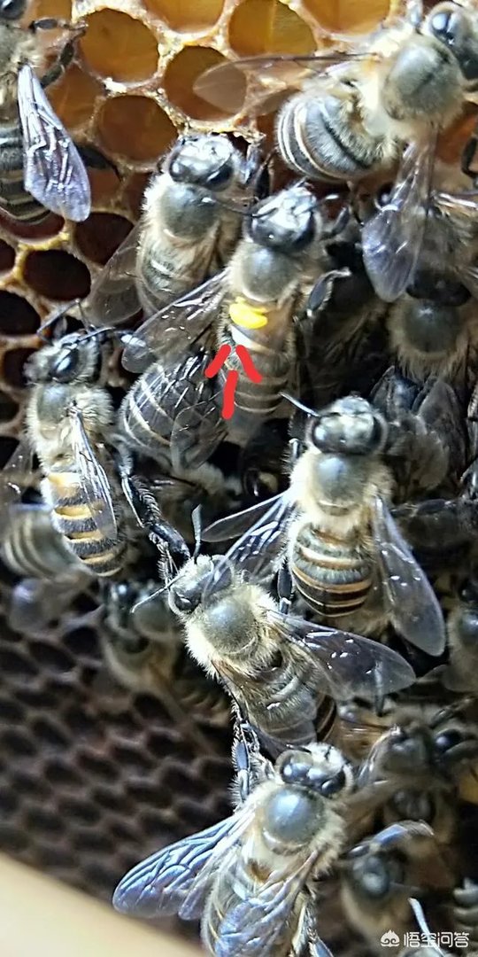 中蜂背上有“油光”是什么原因？