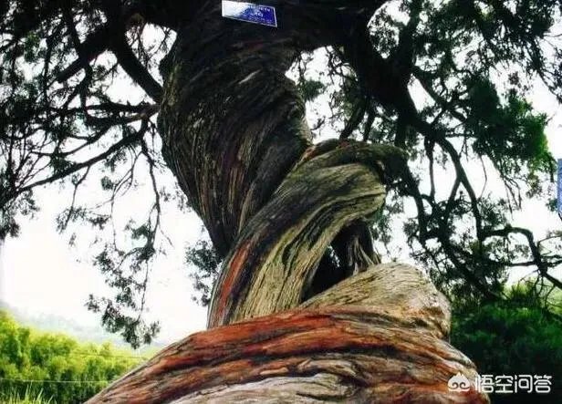 杭州有棵2015岁古柏，被好多人认做干爹，你怎么看？