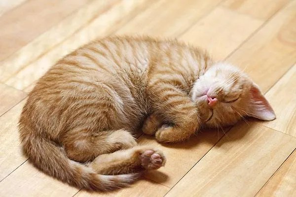 如何看待“给每个员工发一只猫，可以起到稳定团队的作用”这句话？