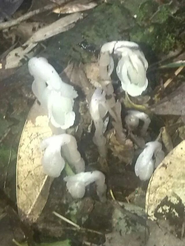 四川这花全身透明暗夜里发光,传说中的冥界花真的存在?