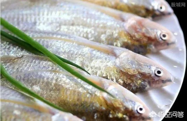 长江刀鱼养殖已经成功几年了,为什么有人说在市场上没有见到?