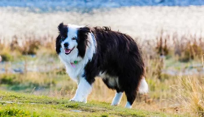 德国牧羊犬吃什么好 德国牧羊犬不能吃的食物