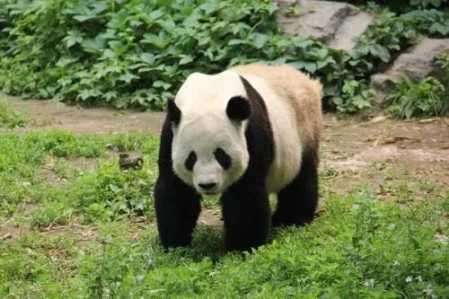 韩国真的有发现大熊猫的化石吗？